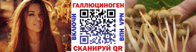Купить Сковородино Галлюциногенные грибы GOLDEN TEACHER